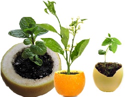 Seed Starters from household waste