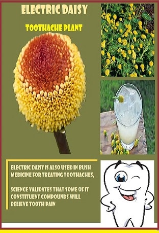 Electric Daisy aka Toothache Plant