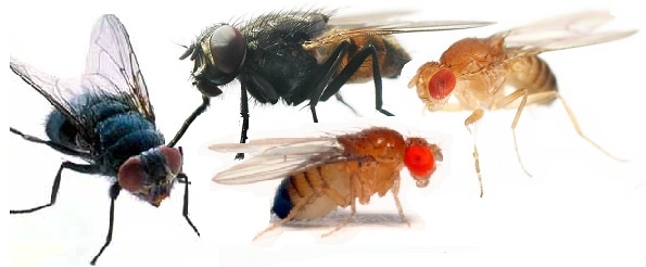 Flies commonly found in the garden