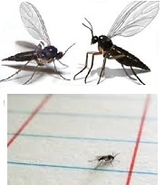 Fungus Gnats size comparison