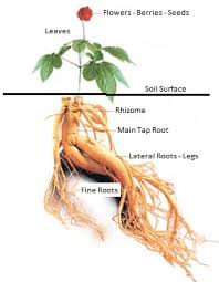 anatomy of a ginseng plant