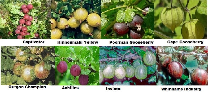 Goosebery Varieties