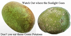 Potatoes that have turned Slightly Green
