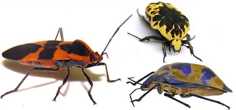Assorted Harlequin bugs