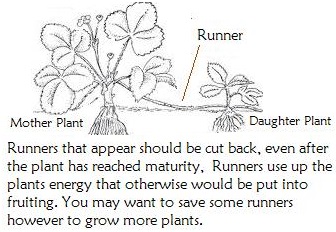 Runners on strawberry plants should be cut back