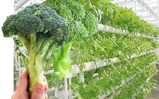 Can You Grow Broccoli Hydroponically 