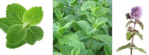 3 different pictures of mint. Two pictures of mint leaves and another of a mint plant with stem and leaves. 