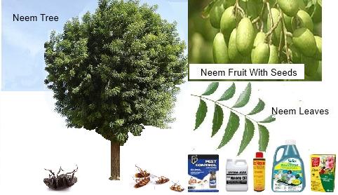 Neem Tree and byproducts