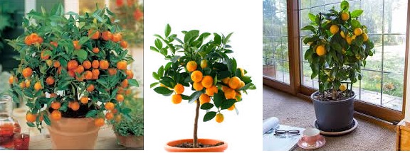 Potted Mandarin Orange trees