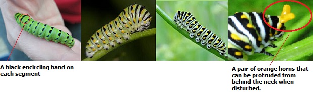 Identification Celery Worm