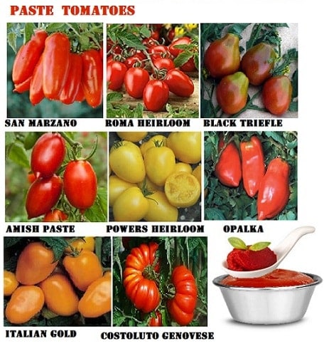 Paste Tomato Cultivars