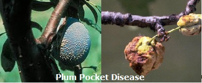 Plum Pocket Disease