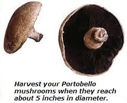 Harvested Mushrooms