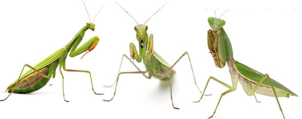 Praying Mantis Adults
