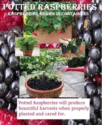 Growing Raspberries and Blackberries in Containers