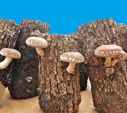 Shiitake mushrooms growing on innoculated logs