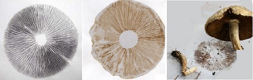 Spore print made to harvest and store Mushroom Spores