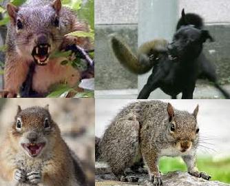Squirrels Eating