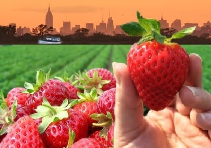 Strawberry Field by a major city