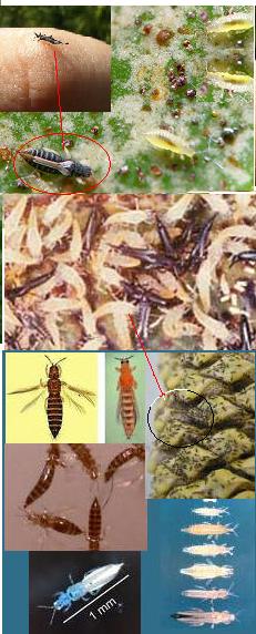A collage of thrips. 