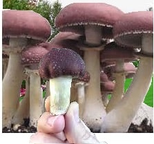 cultivated winecap mushrooms