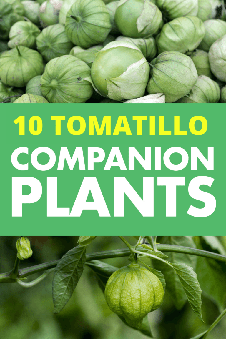 Tomatillo Companion Plants 10 Ideas for Companion Planting with