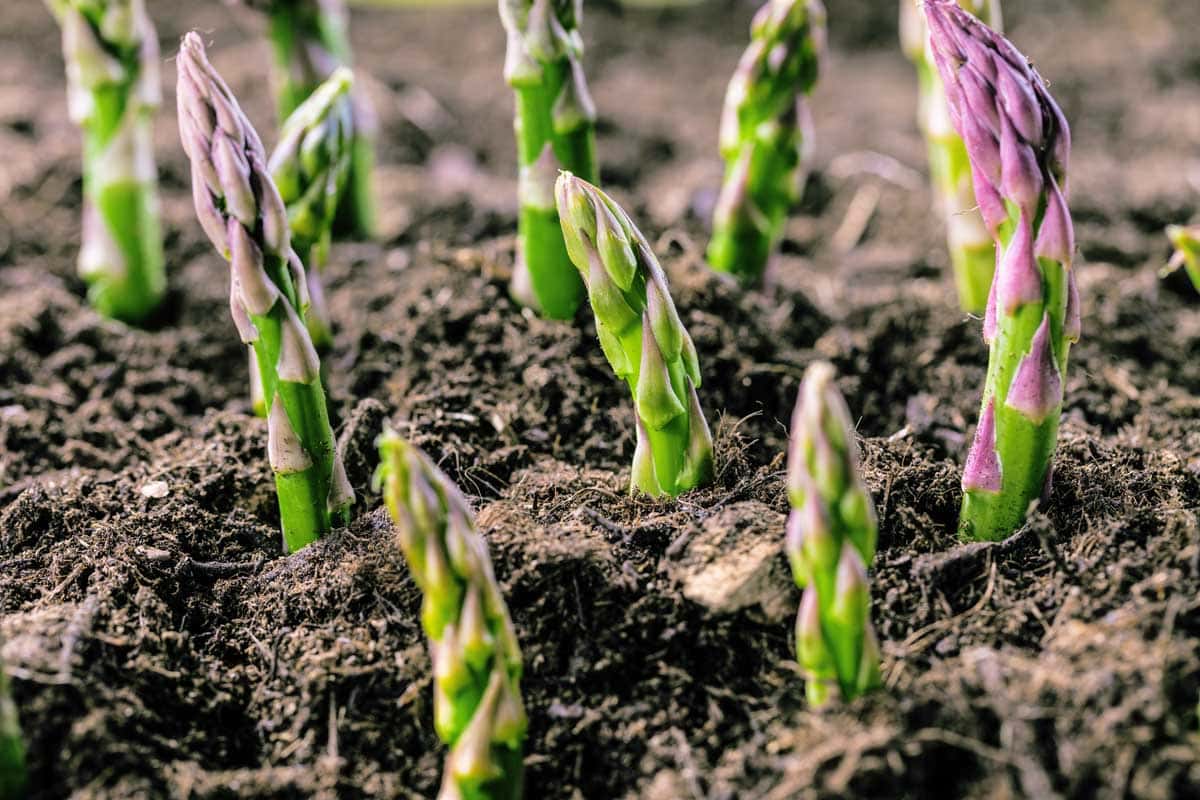 Asparagus Companion Planting: 9 Compatible Plants for Asparagus