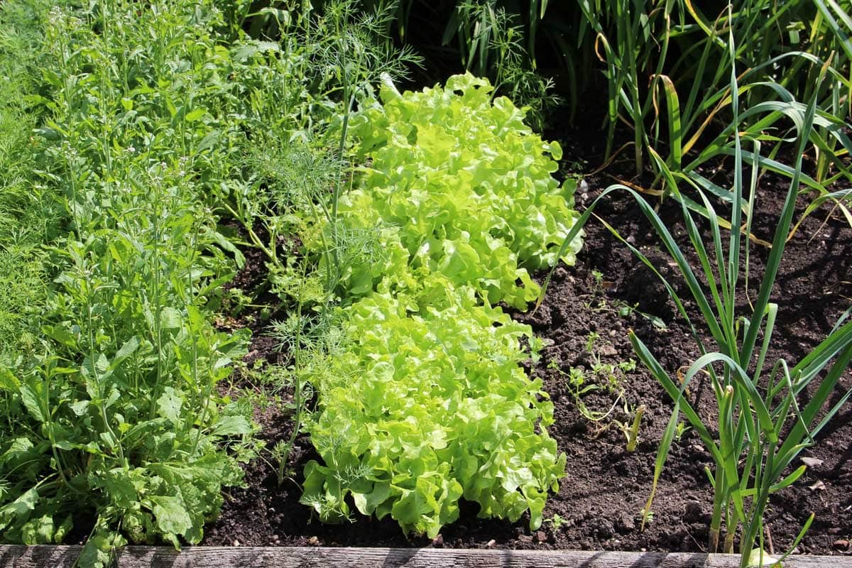 Lettuce planted with various companion plants like garlic, onions, and mustard.