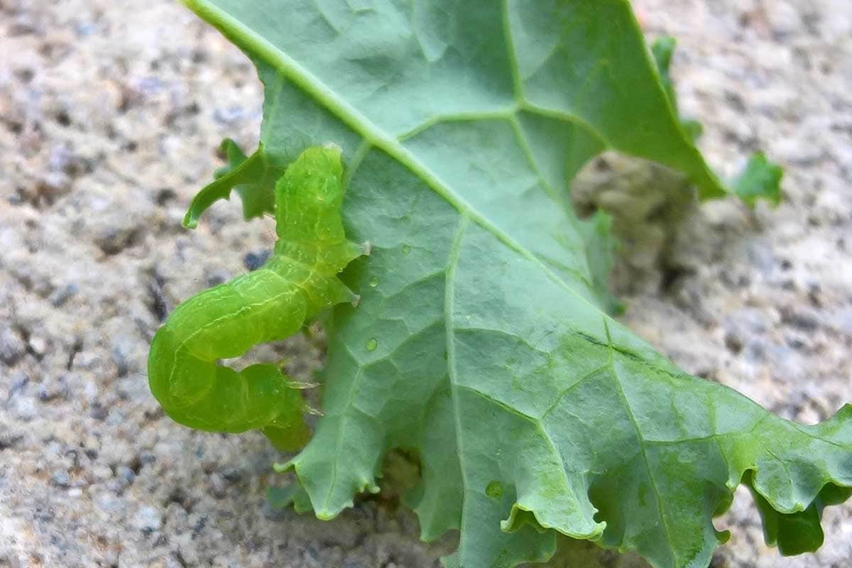 Cabbage looper on a kale leaf.