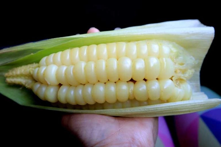 Choclo The Peruvian Giant Corn Facts and Growing Information