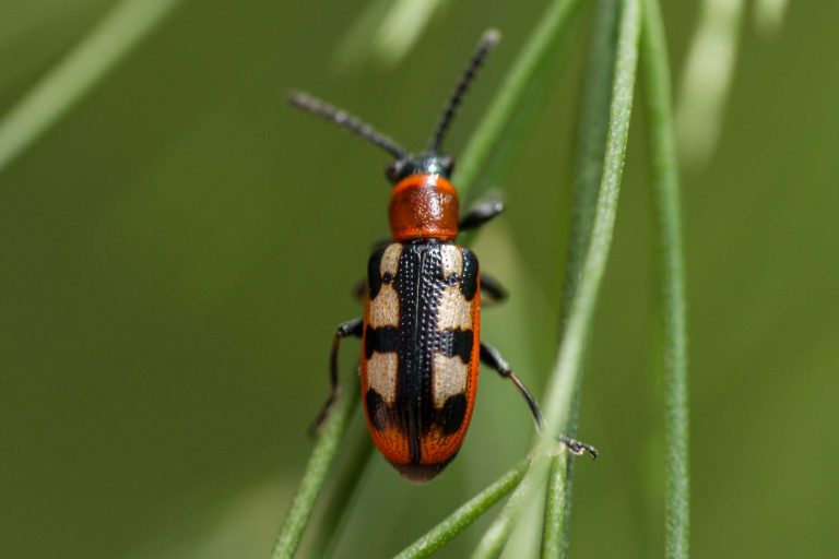 How to Get Rid of Asparagus Beetles in Your Garden