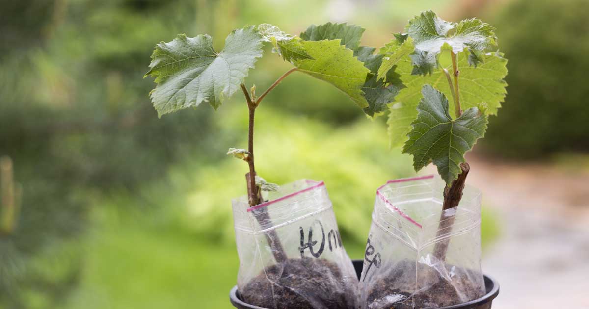 How to Grow Grapes from Seeds