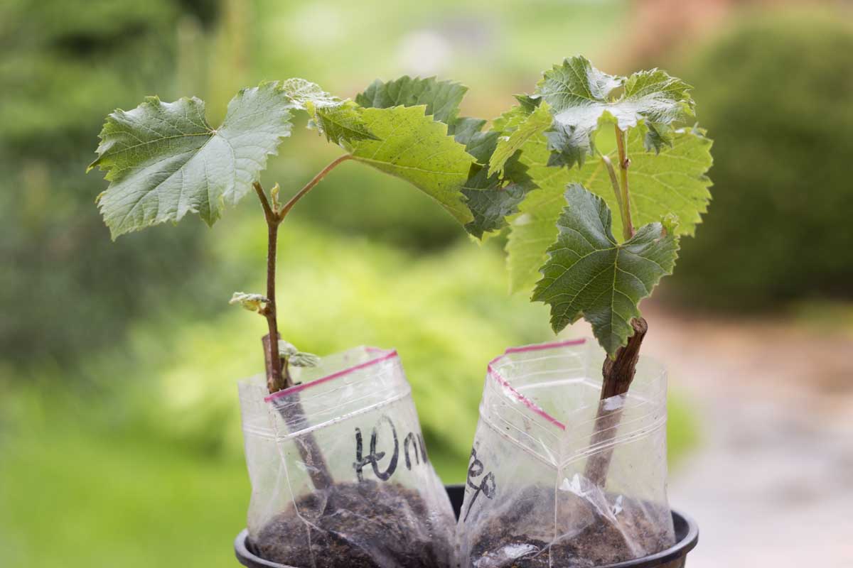 Two grape seedlings in a black container.