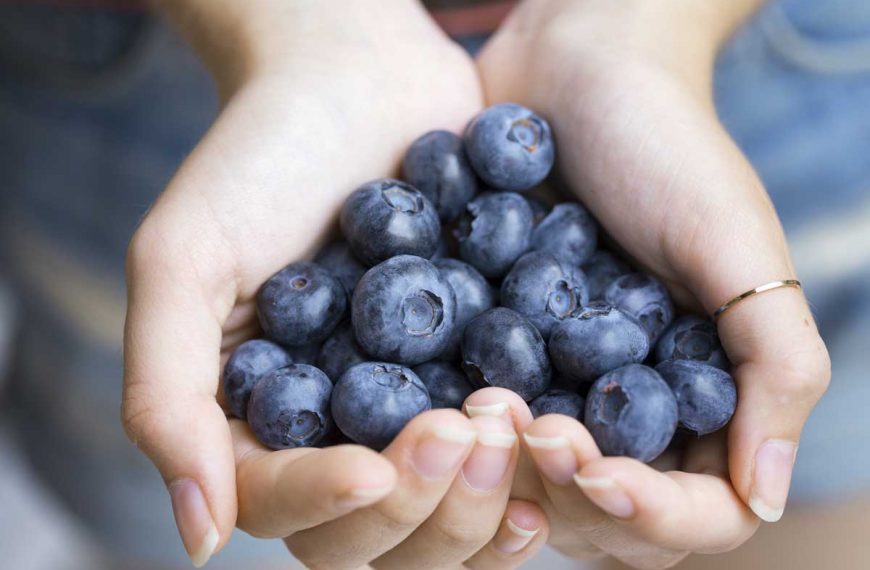 Woman's cupped hands holding a cluster of large blueberries.