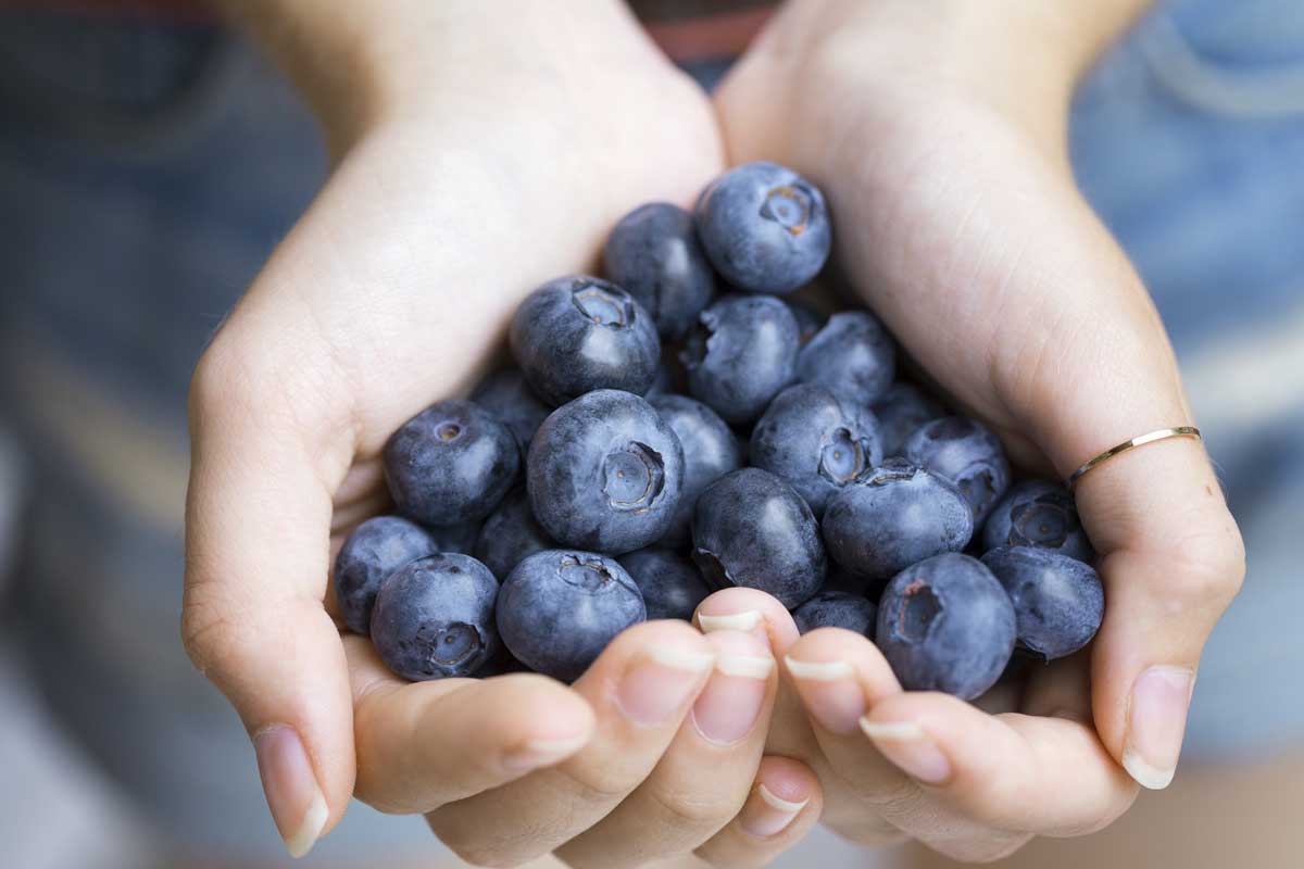 Woman's cupped hands holding a cluster of large blueberries.