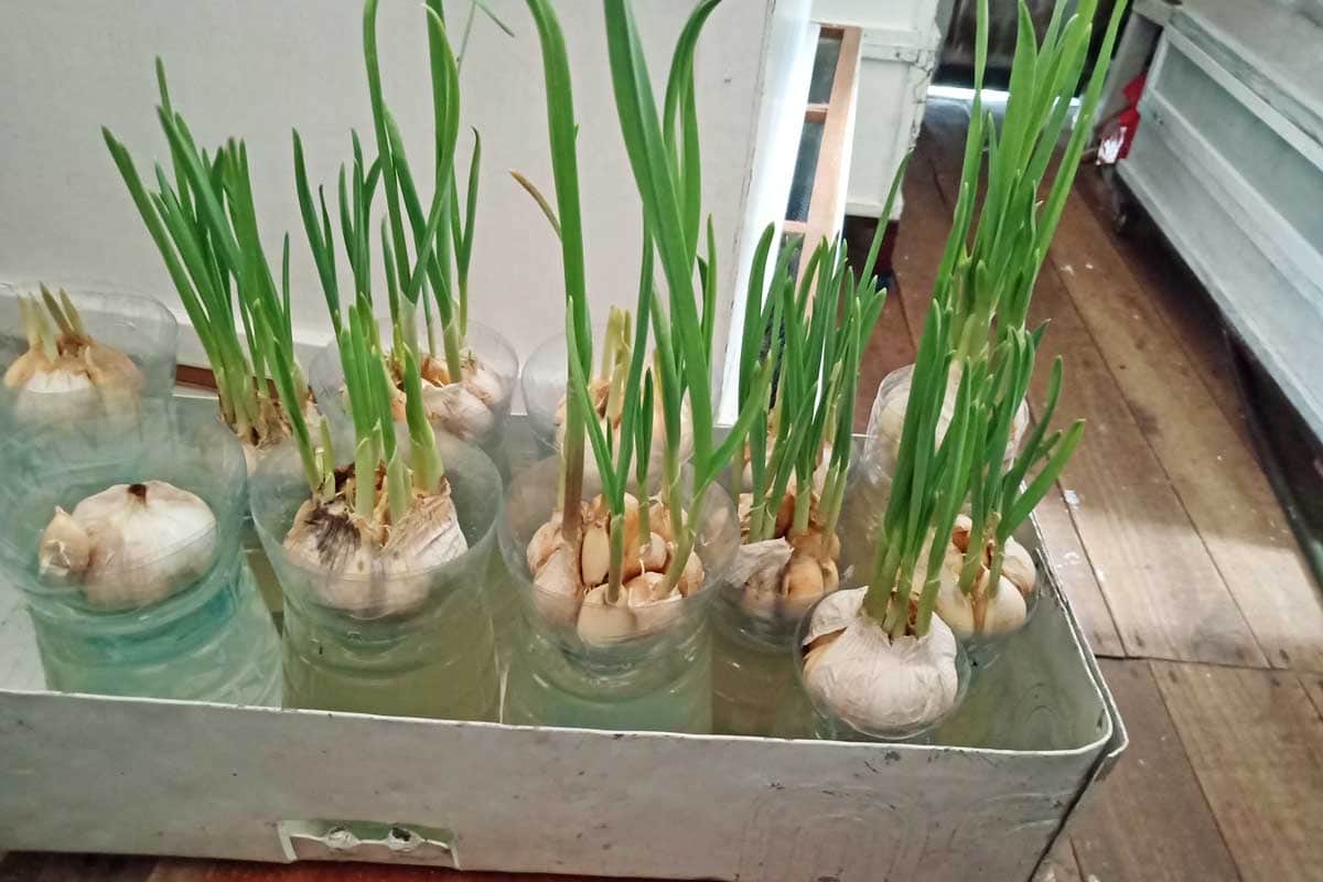 Garlic growing with hydroponic techniques.