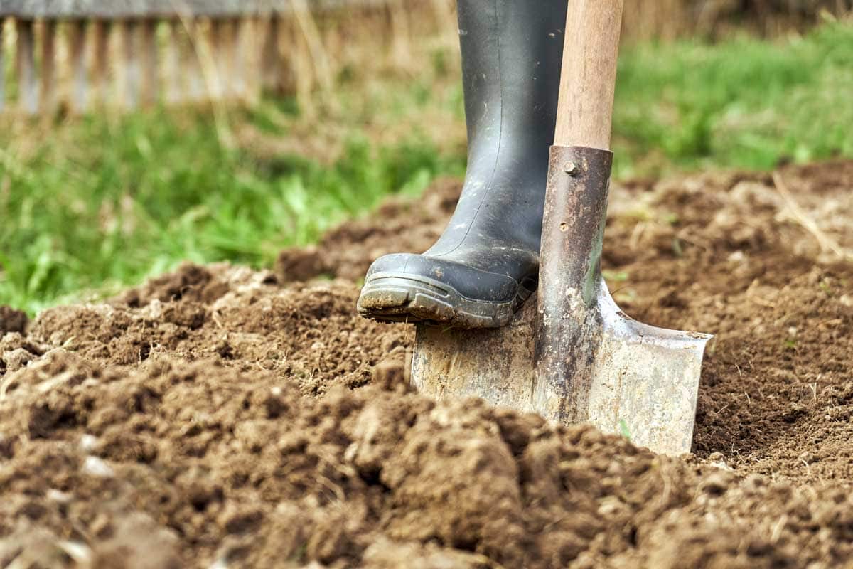 A person using a spade to turn soil to mix in compost in a garden.