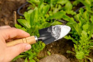A human hand holding a trowel with pile of baking soda ready to apply to plants in a vegetable garden.
