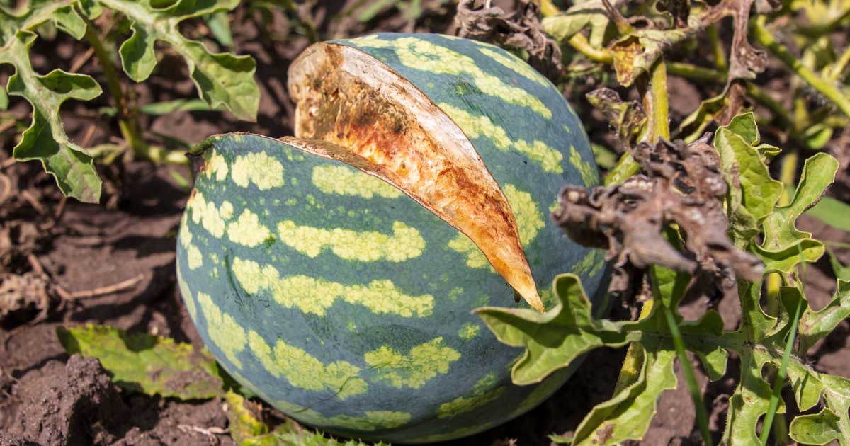 Watermelon Splitting What Causes a Watermelon to Split?