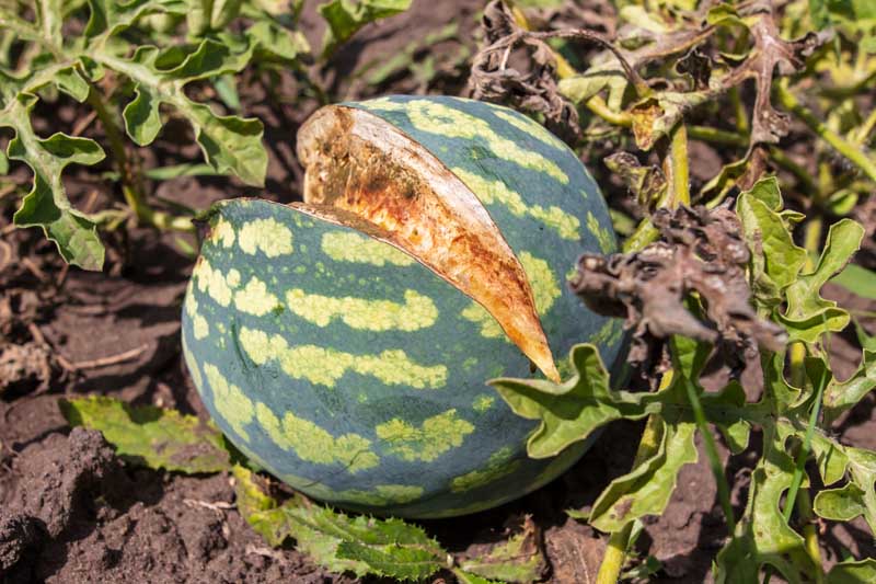 Watermelon Splitting: What Causes a Watermelon to Split?