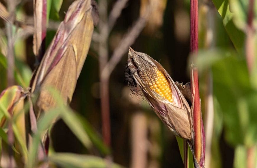 Corn plant with red stalk and leaves with husk opened on the cob showing badly formed kernels.