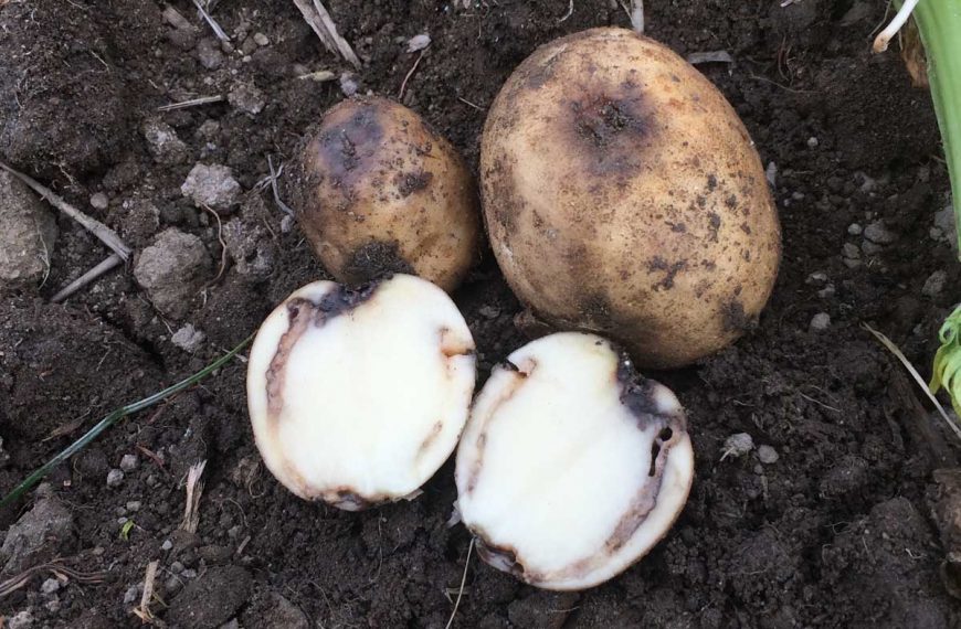 Split open potatoes in the garden showing signs of brown rot.