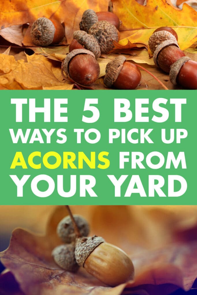 Two pictures of acorns on leaves with text in the middle that reads the 5 best ways to pick up acorns from your yard. 