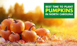 A picture of pumpkins piled on together with text that reads best time to plant pumpkins in north Carolina.