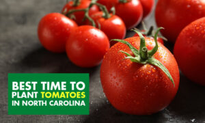 A picture of several tomatoes with text that reads best time to plant tomatoes in North Carolina.