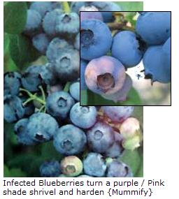 A picture of a blueberry infected with mummy berry. 