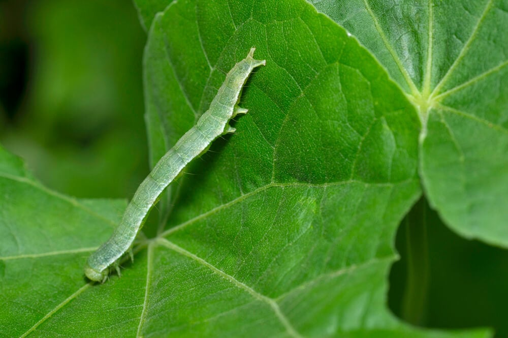 A picture of a cabbage looper crawling up a leaf. 
