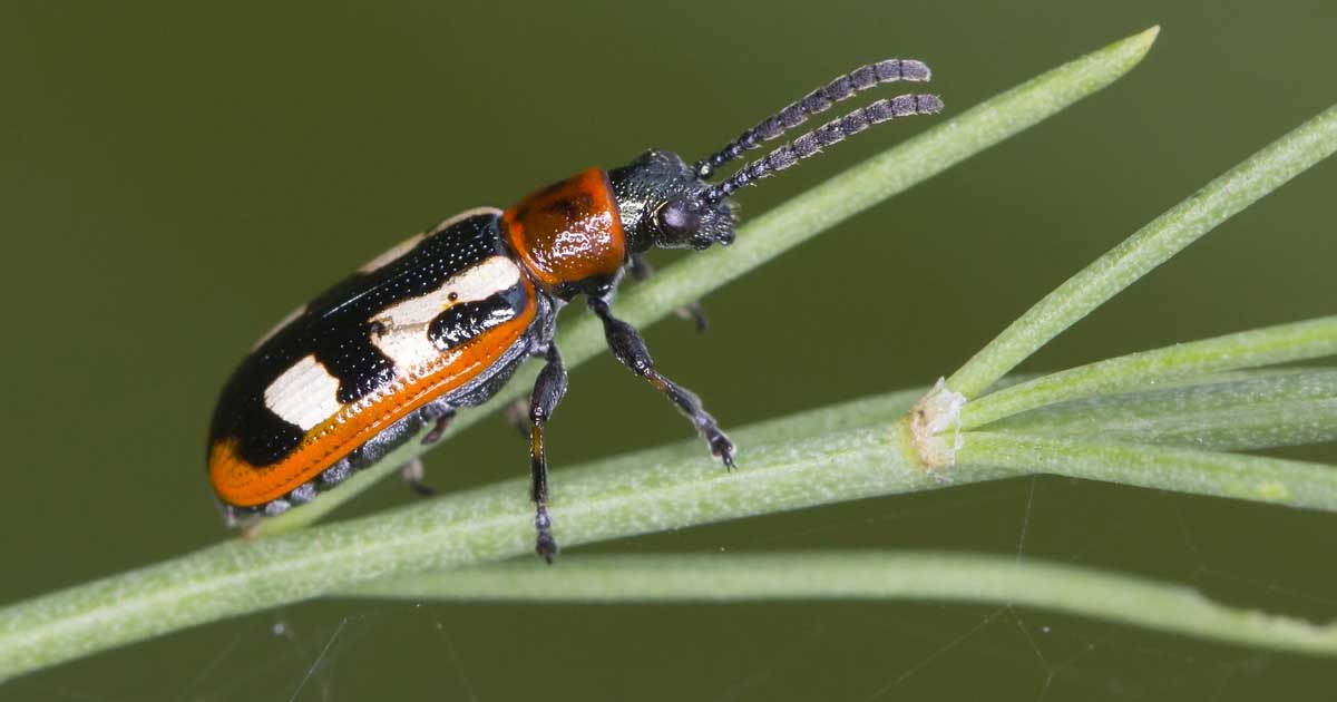 How to Get Rid of Asparagus Beetles in Your Garden