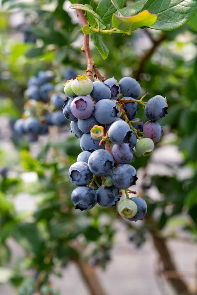 A picture of blueberries growing. 