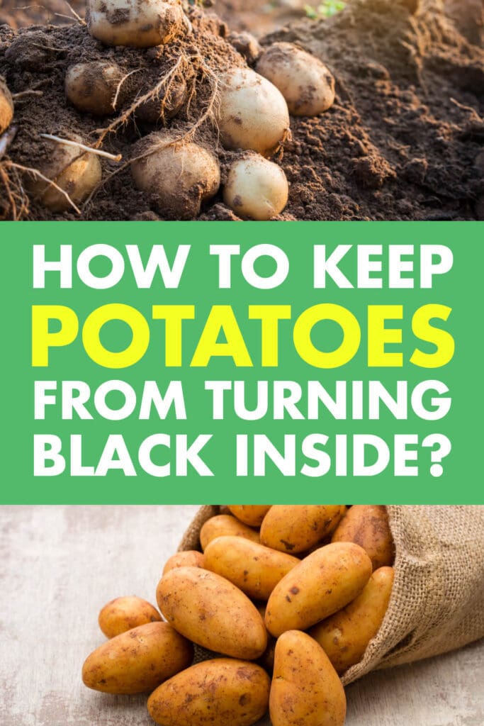 A pin image of potatoes growing and of potatoes coming out of a sack. Text reads "How to keep potatoes from turning black inside?" 